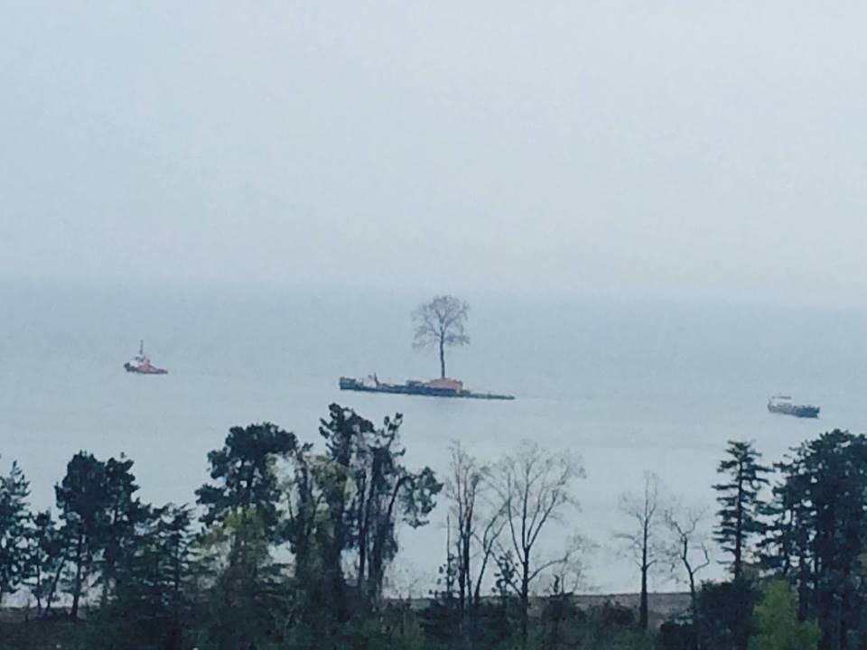 Bizarre sight on the black sea: 47-metre tree being shipped geotv.ge